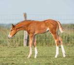 Poulain 