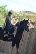 Hongre Irish Cob 5 ans