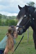 Hongre Irish Cob 5 ans