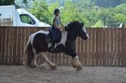 Hongre Irish Cob 5 ans