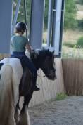 Hongre Irish Cob 5 ans