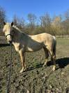 Ponette 2 ans 