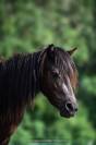 Ponette pfs D 