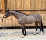 Hongre 5 ans par Balou du Reventon 