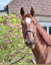 Cheval 3 ans 