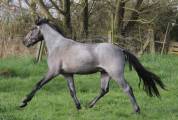 Poney 3ans 