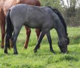 Poney 3ans 