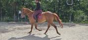 Hongre alezan 4 ans 