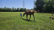 Hongre alezan 4 ans 