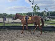 Hongre alezan 4 ans 