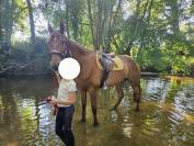 Hongre alezan 4 ans 