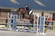 Hongre Selle fran&ccedil;ais 13 ans 