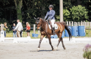 Hongre Selle fran&ccedil;ais 13 ans 