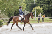 Hongre Selle fran&ccedil;ais 13 ans 