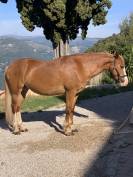 Jument Welsh Cob PP de 15 ans 