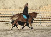 Jument Welsh Cob PP de 15 ans 