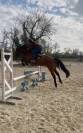 Jument Oldenburg PP 5 ans 