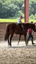 Vend quarter horse de reining