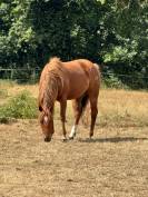 Vend quarter horse de reining