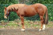 Vend quarter horse de reining