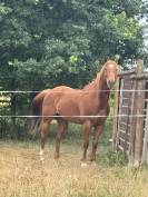 Vend quarter horse de reining