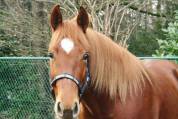 Vend quarter horse de reining