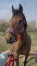 Recherche famille de c&oelig;ur pour Mariska