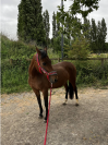 Recherche famille de c&oelig;ur pour Mariska