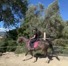 Jument attachante 4 ans 