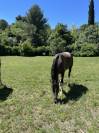 Jument attachante 4 ans 