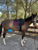 Jument attachante 4 ans 