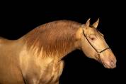Hongre Pur Race Espagnol 2 ans