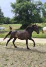 Hongre Pur Race Espagnol 2 ans