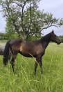 Hongre Pur Race Espagnol 2 ans