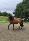 Hongre Pur Race Espagnol 2 ans