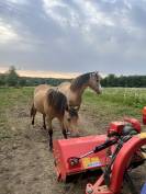 Pouliche welsh part bred - 2 ans