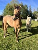 Pouliche welsh part bred - 2 ans