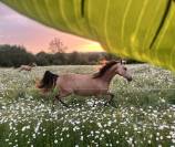 Pouliche welsh part bred - 2 ans