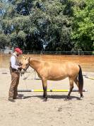 Pouliche welsh part bred - 2 ans