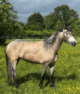 Ponette pp Connemara 