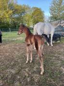 Chic foal par Clarimo 
