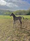 Chic foal par Clarimo 