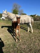 Chic foal par Clarimo 