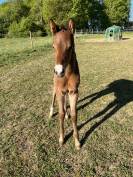 Chic foal par Clarimo 