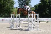 Jument de sport-CSO-7 ans-Valorisation-A vendre