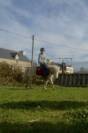 Poney A &agrave; louer 
