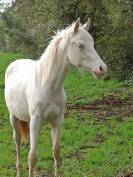 Poulain 1an 