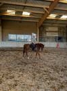 Hongre de 4 ans 