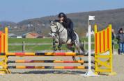 Max, hongre type welsh 1m38