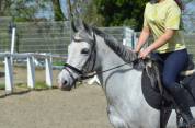 Max, hongre type welsh 1m38